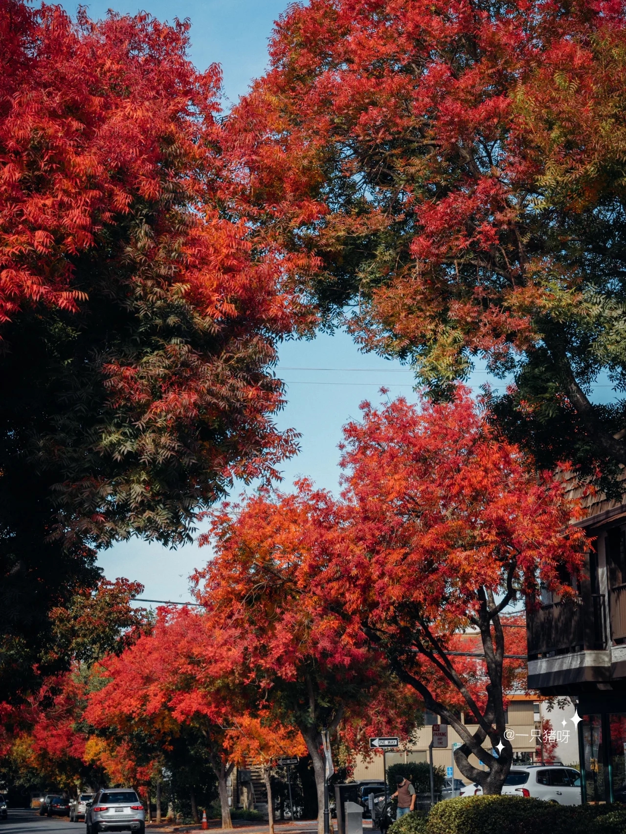 A Walk in the Bay Area in Autumn 🍂 Another Year of Fall Foliage Season 🌳