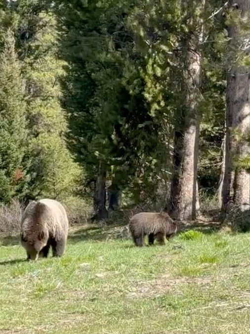 Tourist Gets Way Too Close to Grizzlies
