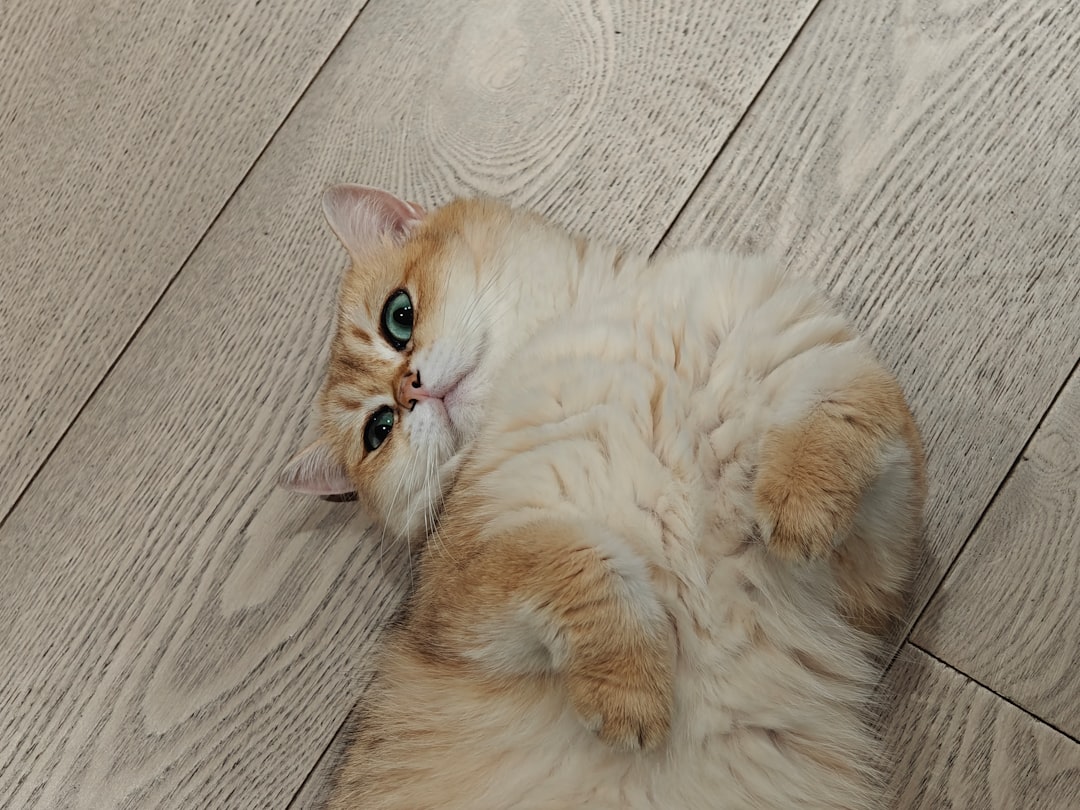 Caught in the Act: My Cat’s Oscar-Worthy Plea