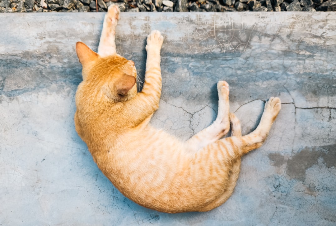 Why Do Cats Look So Angelic When They Nap?