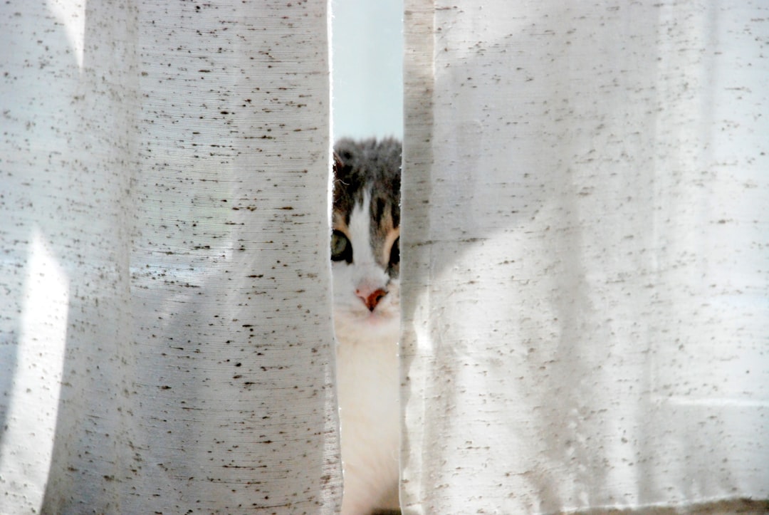 When Your Cat Pretends Innocence (Badly)