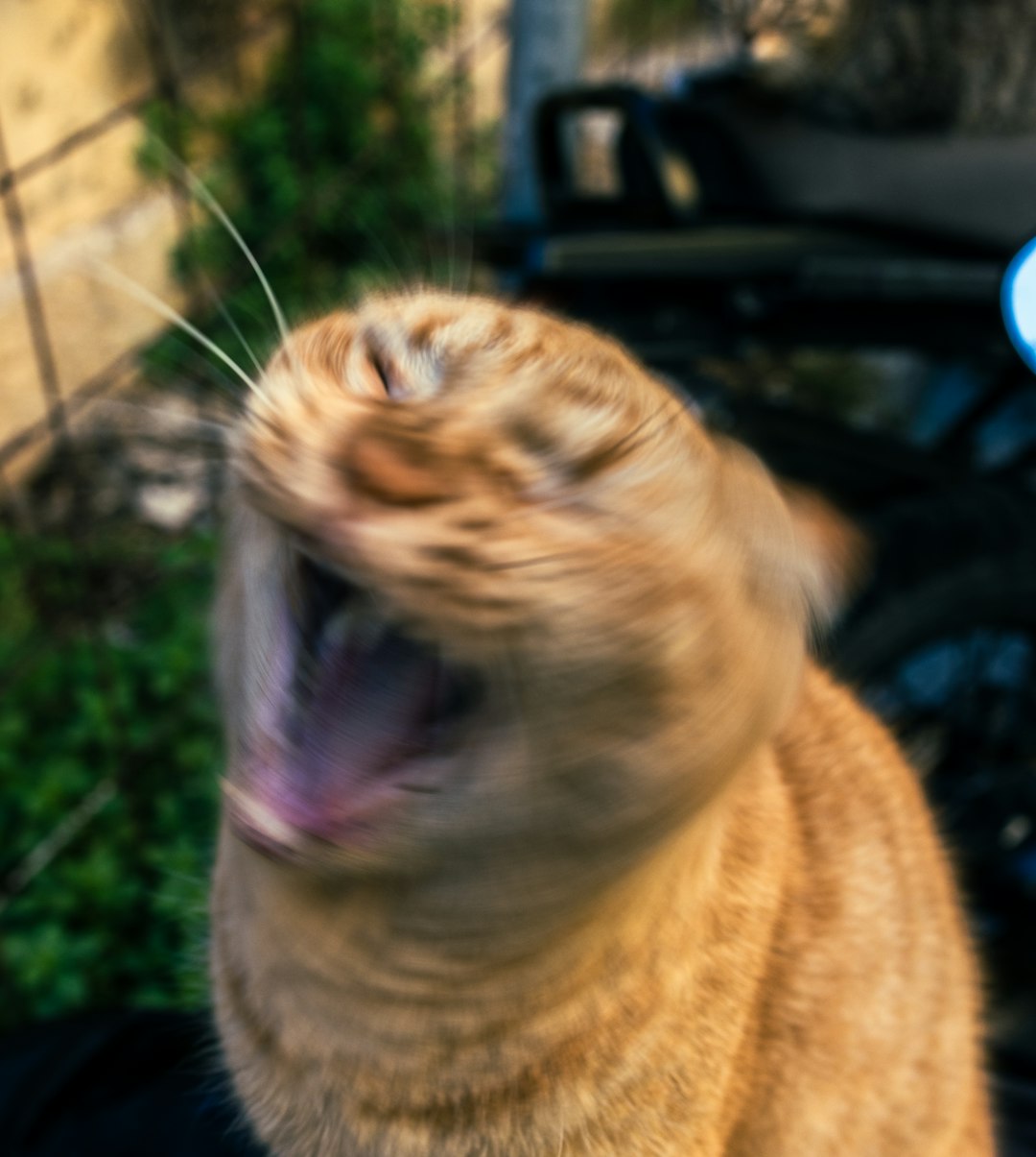 Turn My Cat Into a Meme, Please