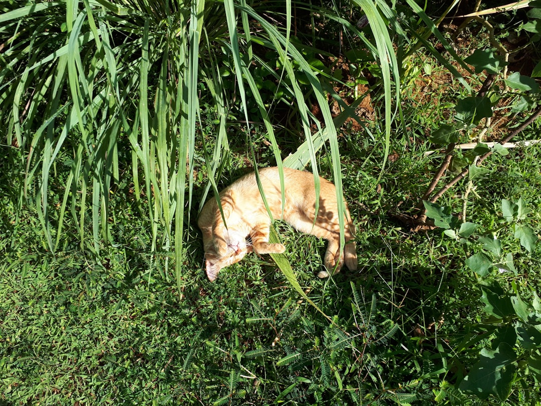 My Cat Thinks Sunbathing Is a Full-Time Job