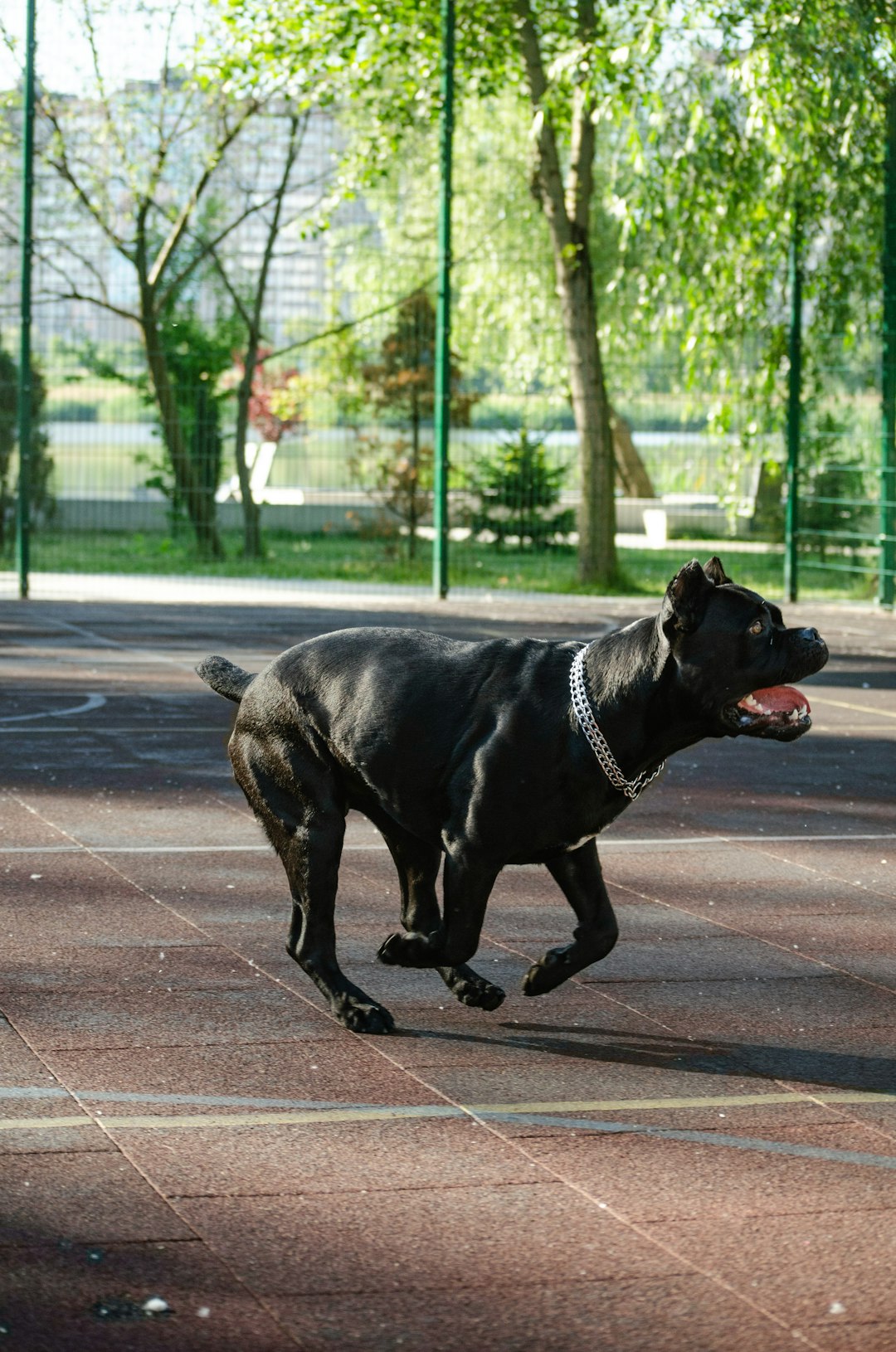 My “Unlucky” Dog Was My Best Blessing
