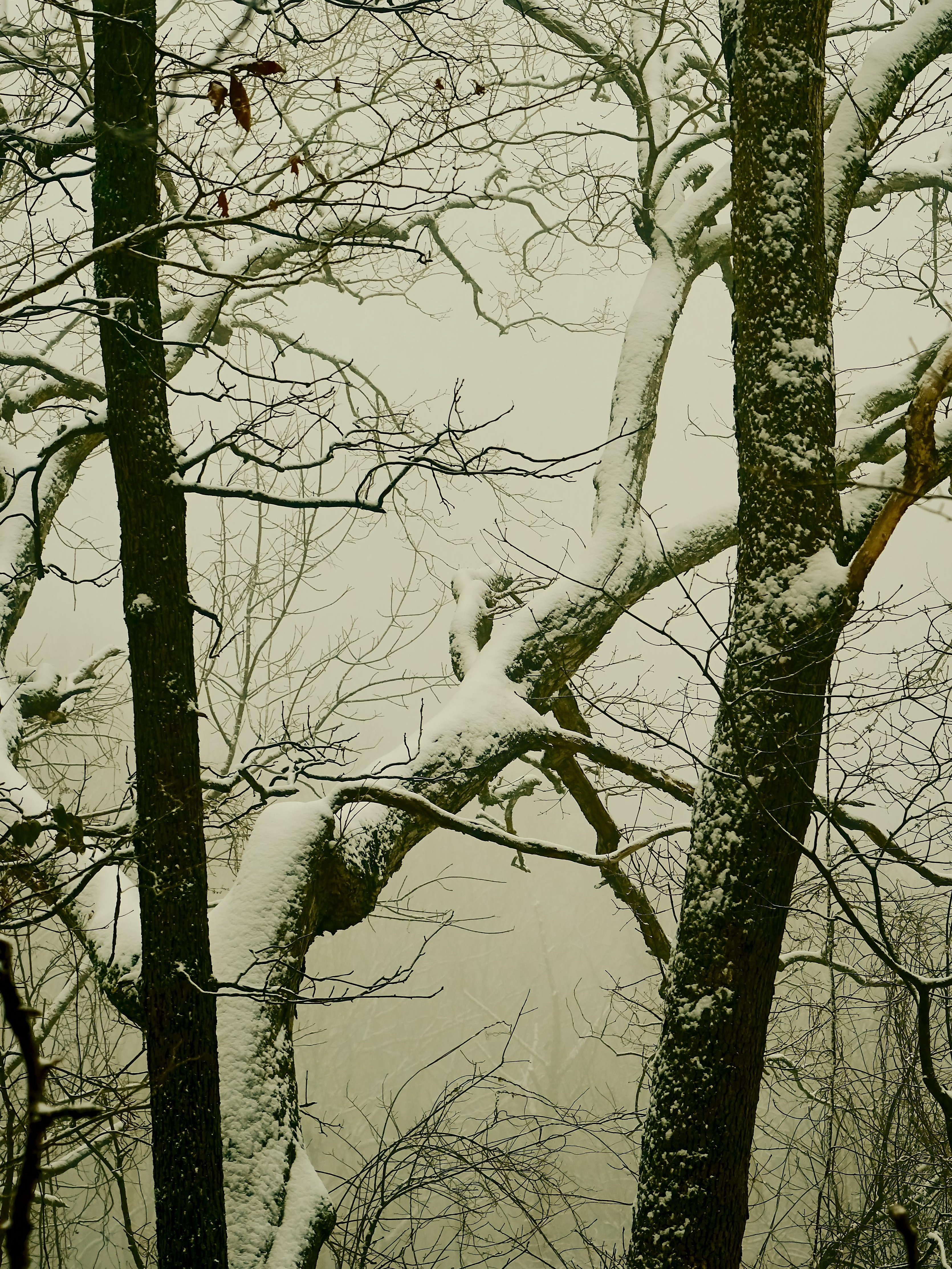Snow Doesn’t Fix Loneliness—Even in Asheville