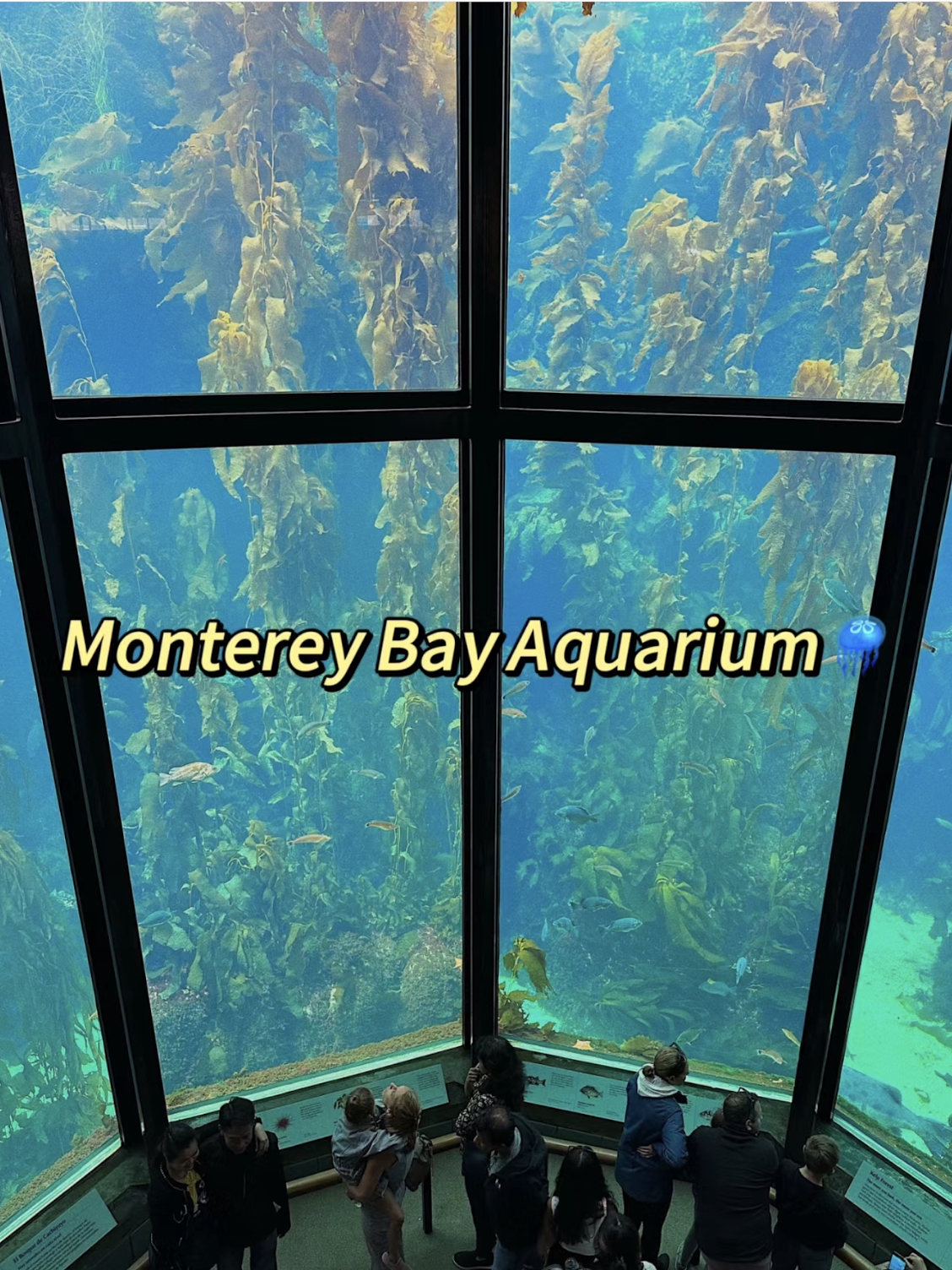 Where to go on a Bay Area Weekend | Monterey Bay Aquarium