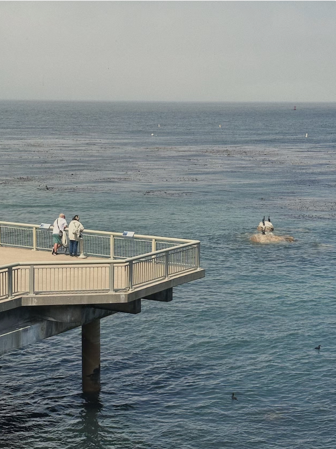 Where to go on a Bay Area Weekend | Monterey Bay Aquarium