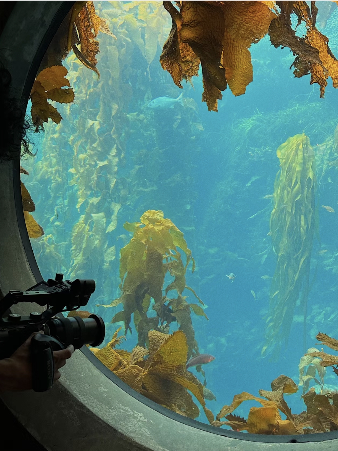 Where to go on a Bay Area Weekend | Monterey Bay Aquarium