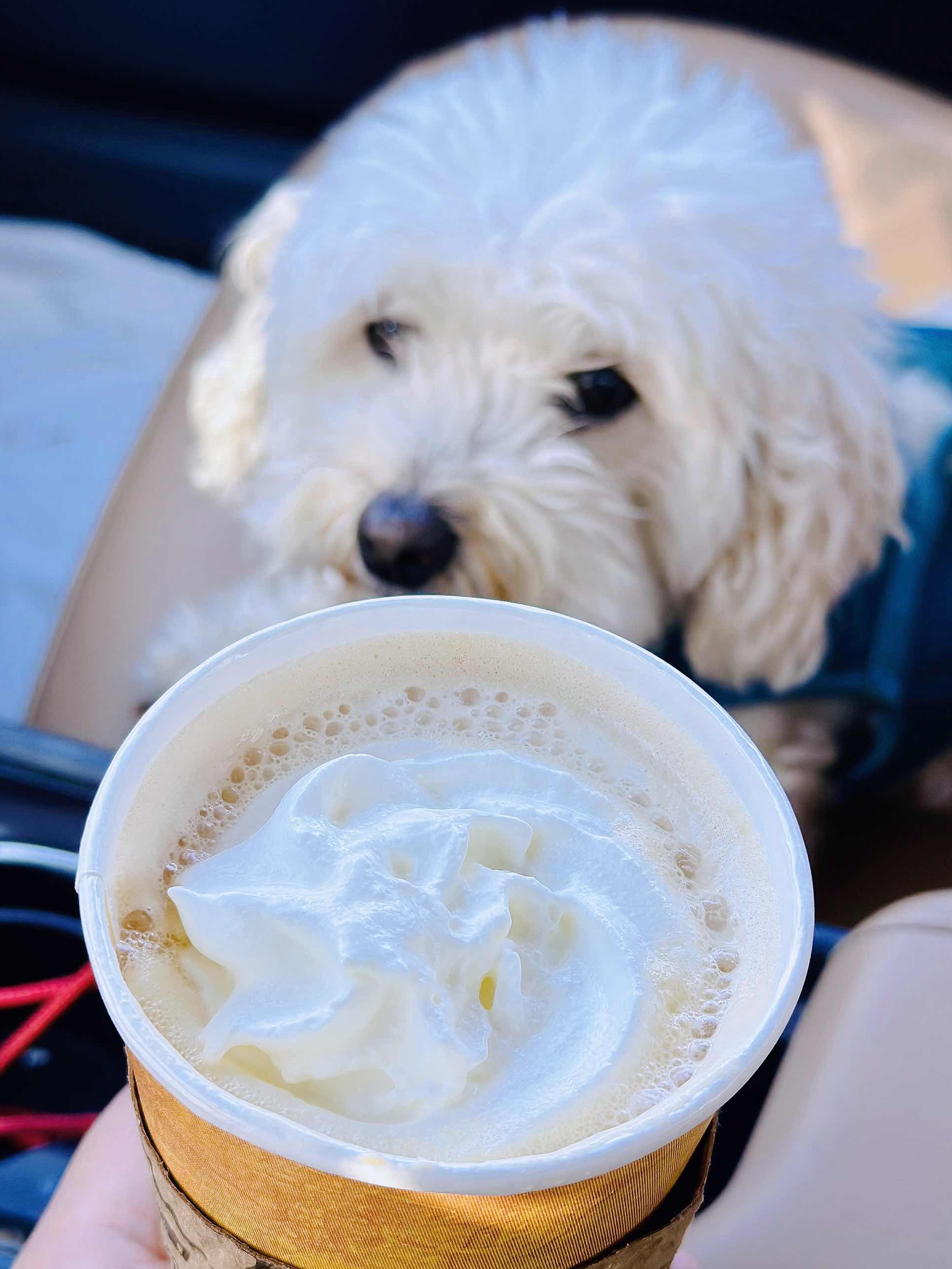Pacific Bay Coffee in Walnut Creek, the Shanghai-style cafe