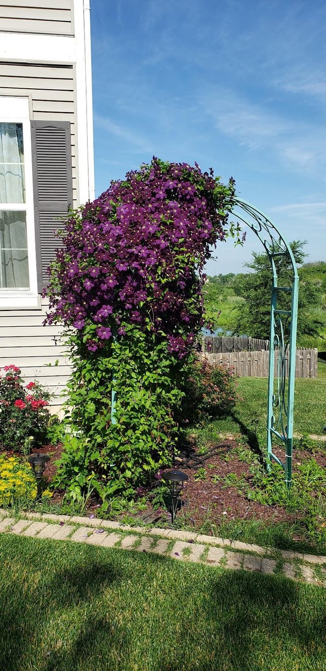 remembering dad in the garden: clematis and changing times