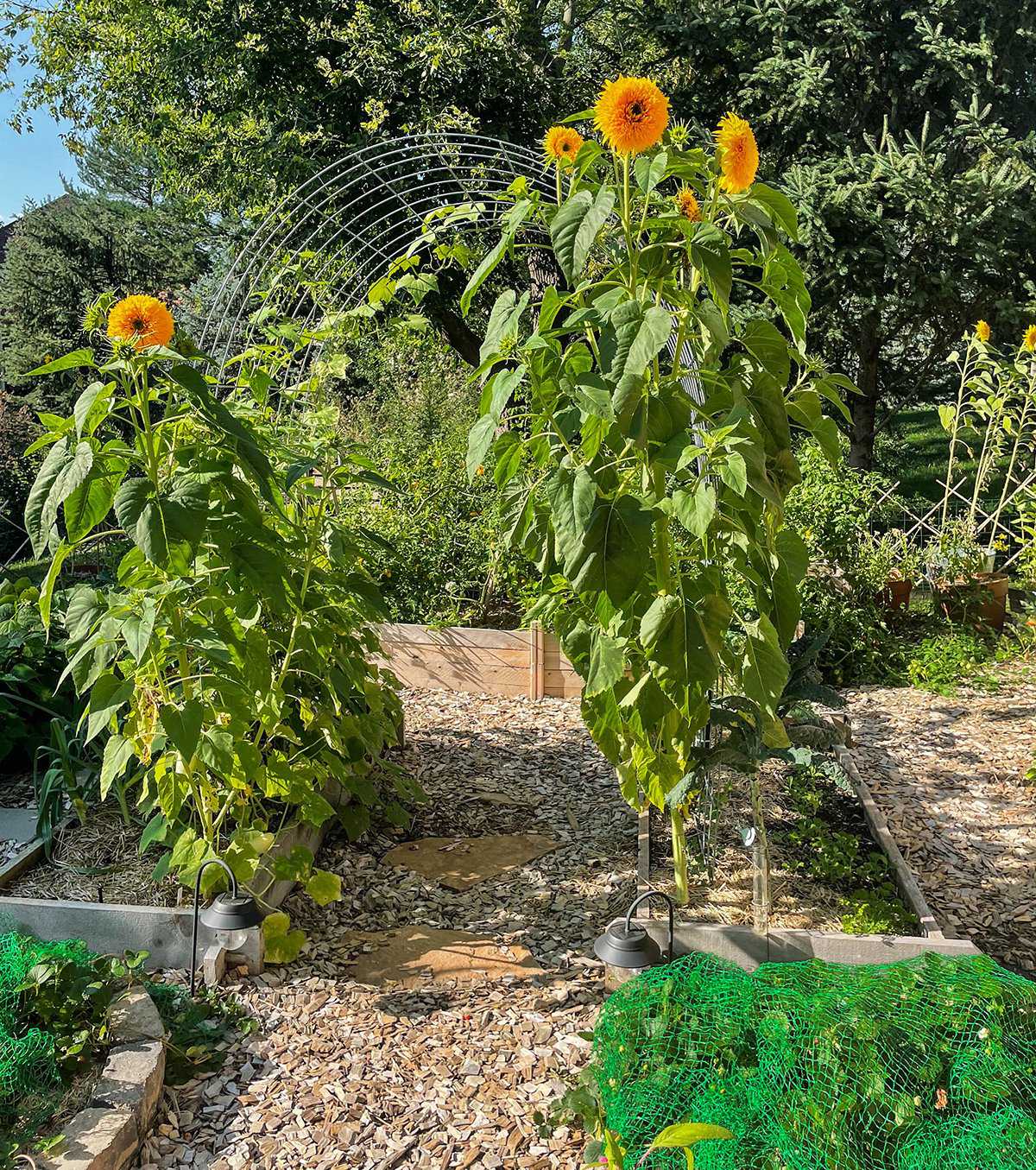 sunflowers, stubbornness, and the art of proving them wrong