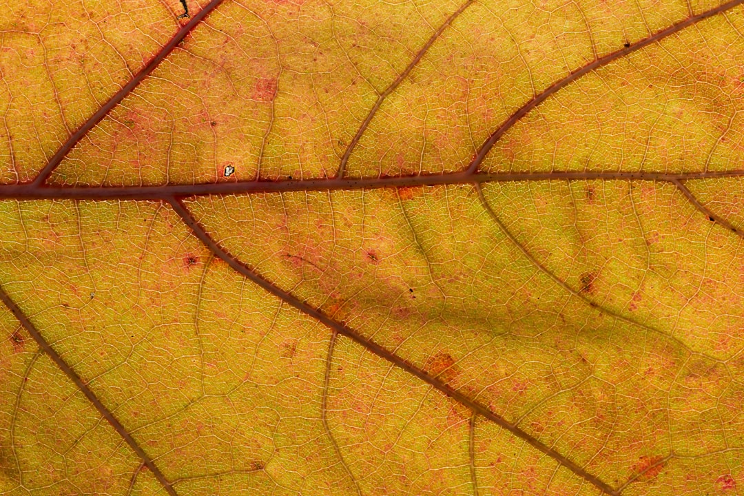 why do fiddle leaf figs get brown spots in north america?