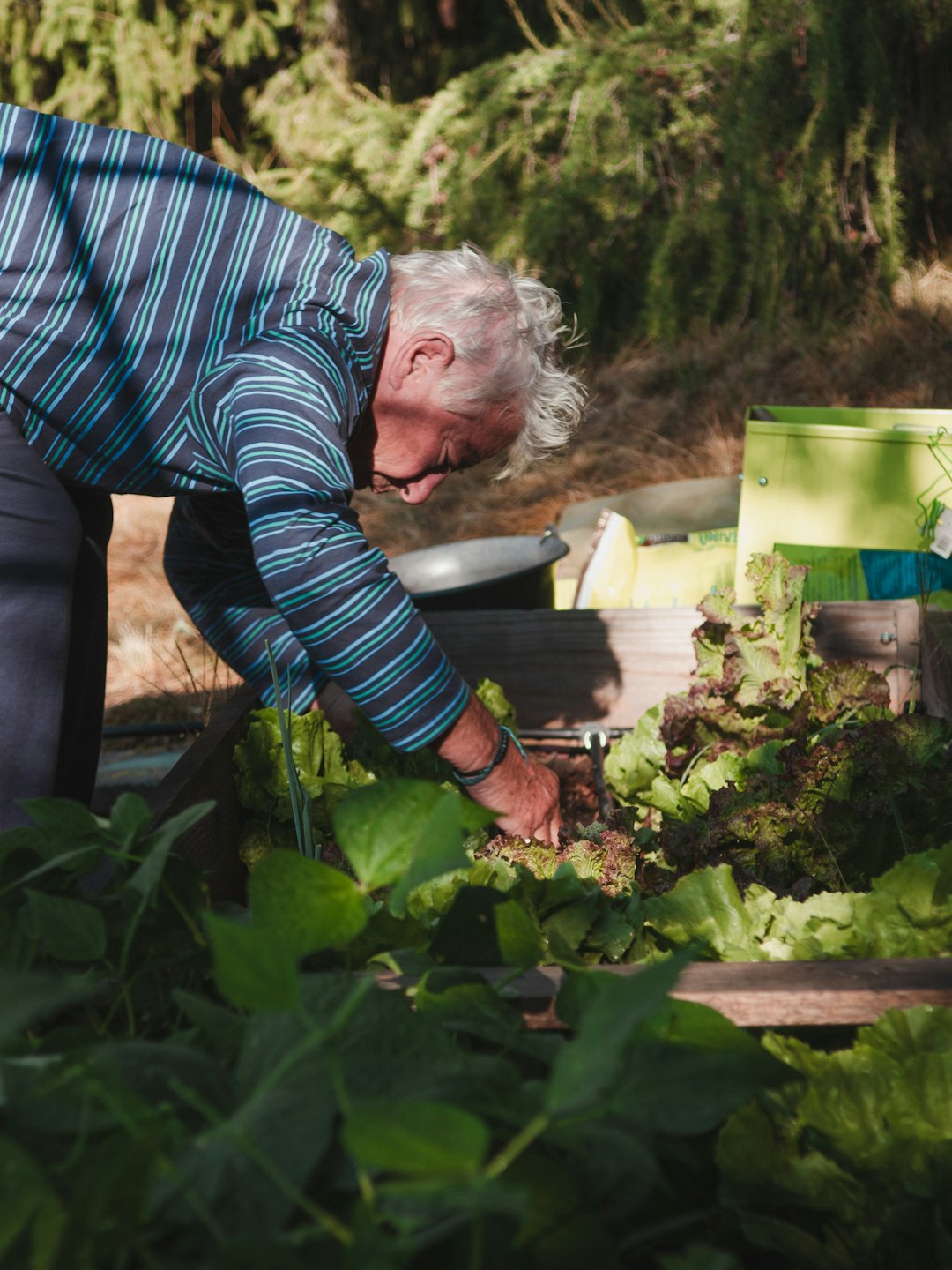 how planting poppies brought back my childhood summers