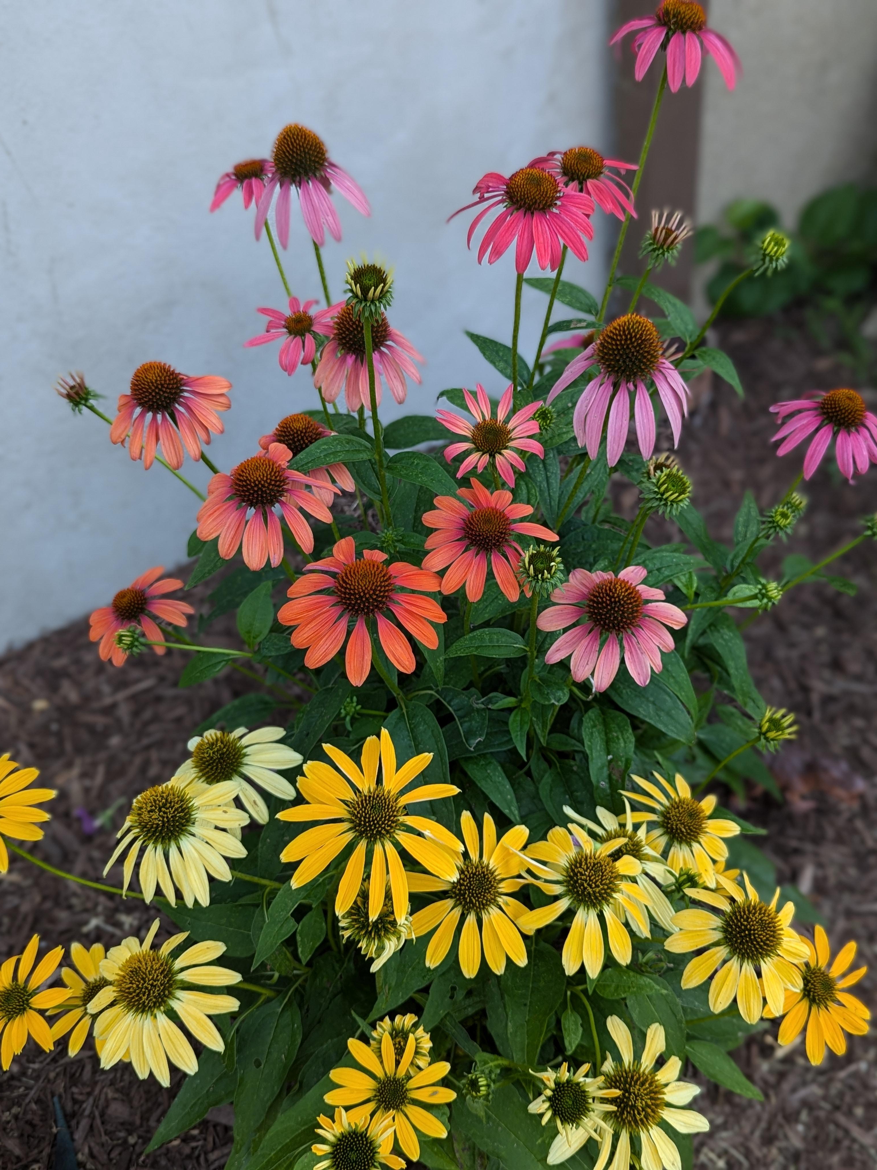 cone flowers: memories, modern gardens, and neighborhood debates