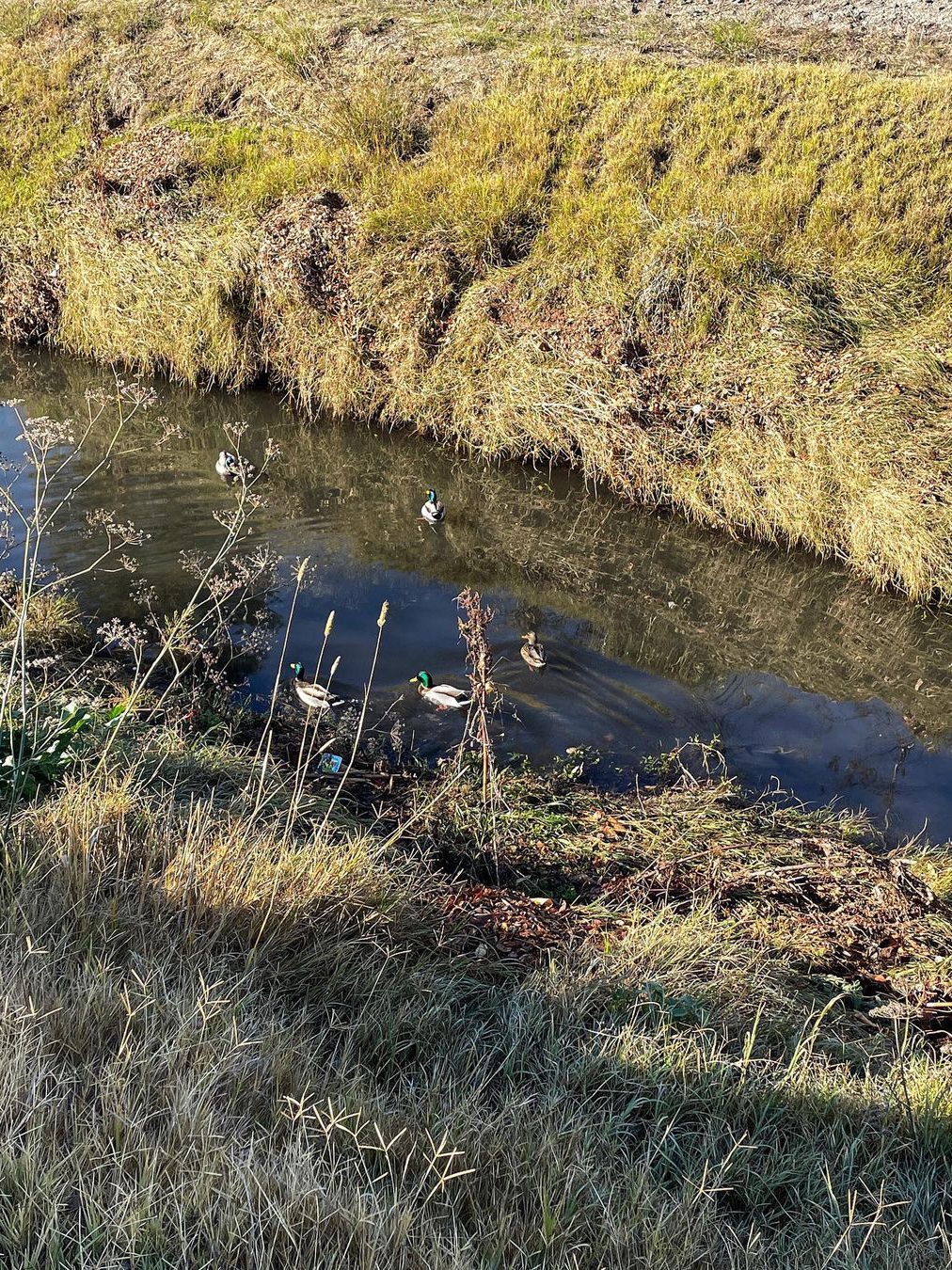 Permanente Creek Trail Guide