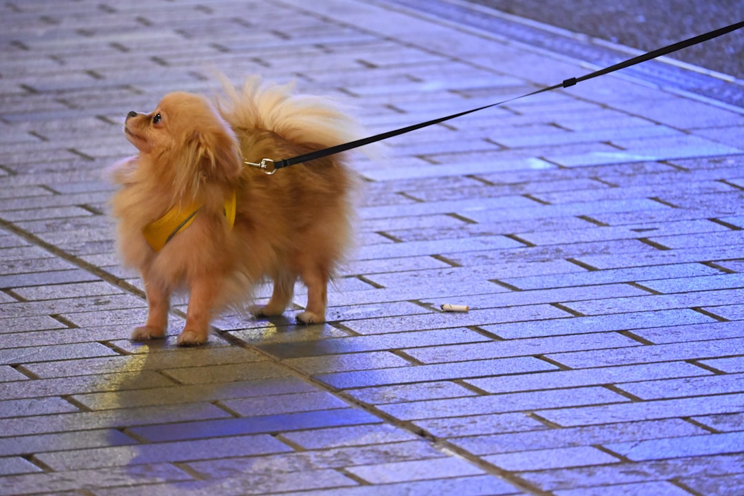 My Dog Thinks He’s a Music Video Star
