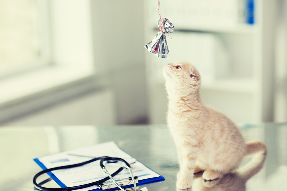 Confessions of a Cat Parent: Chaos & Cuddles