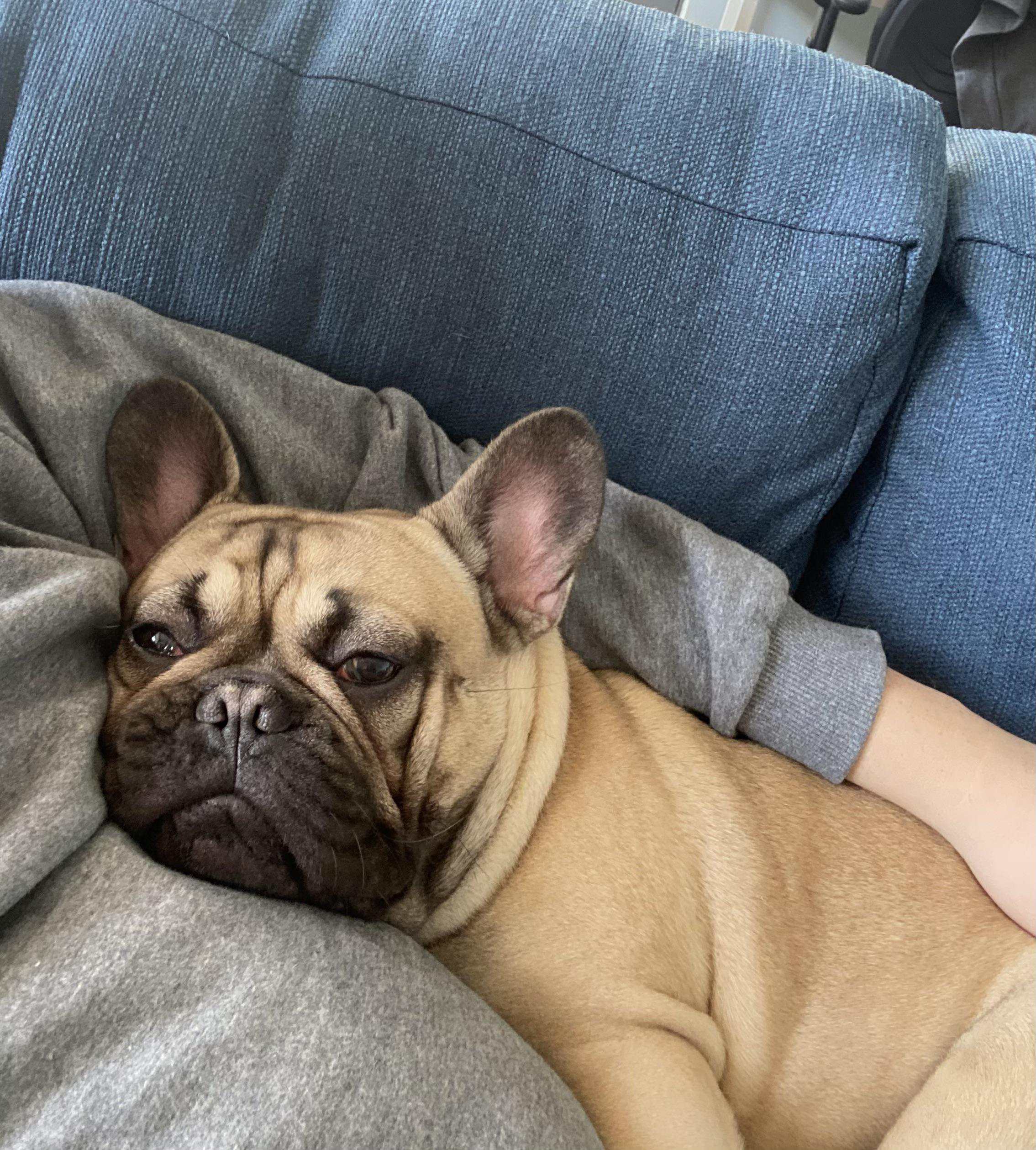 Why My Dog Is My Therapist (And Bestie)