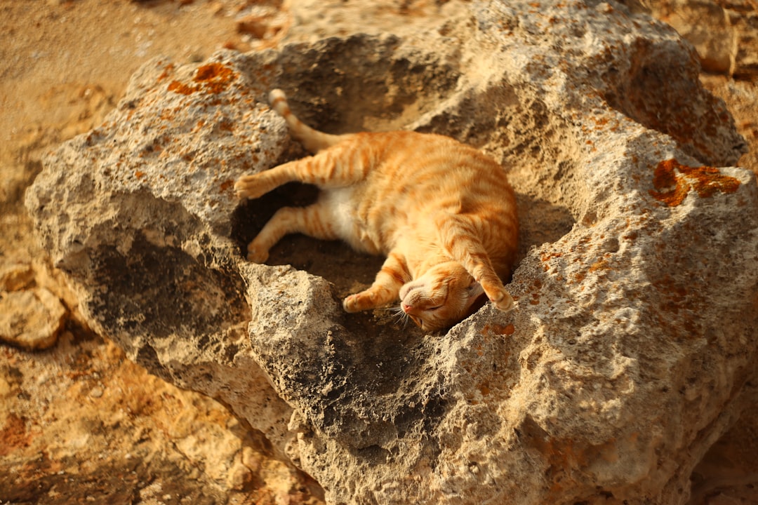 Why Do Cats Love the Weirdest Spots?