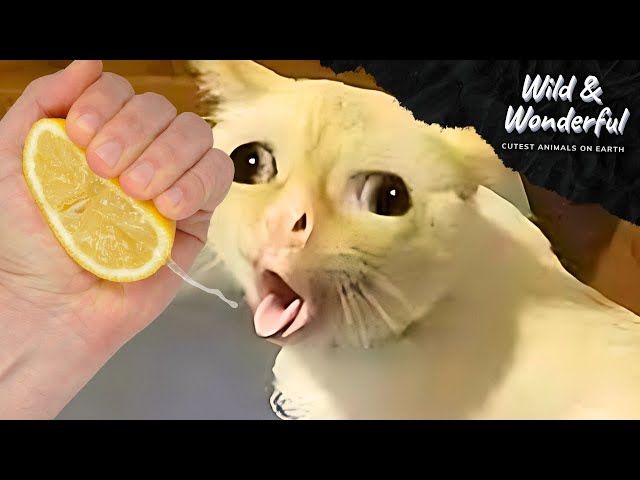 When Your Cat Meets a Lemon: Chaos Ensues