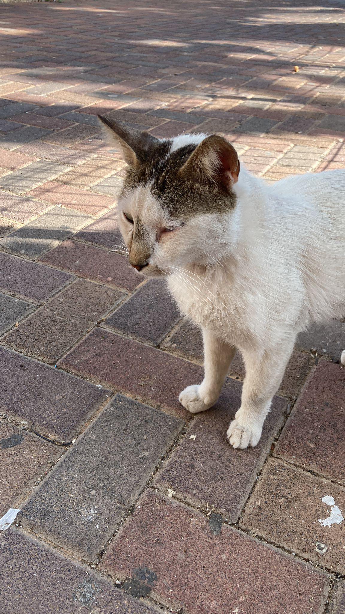 Willow Deserves Kindness, Not Cruelty