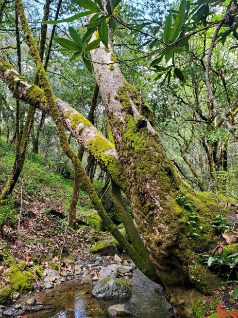 An Outdoor Lovers Guide in and Around Gilroy, California