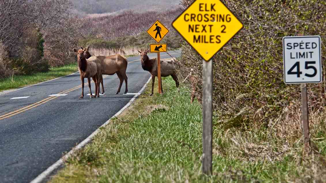 Why Tailgating on Rural Roads Scares Me More Than Wildlife