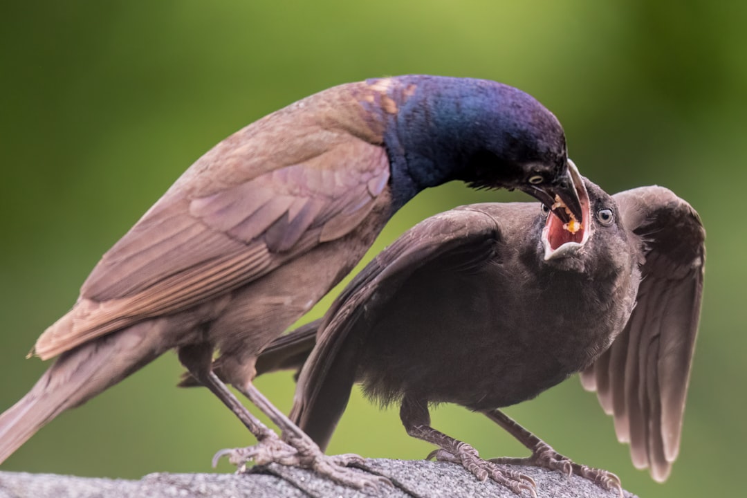 My Sister’s Holiday Storytelling Turns Every Dinner Into a Drama! 😳🍽️