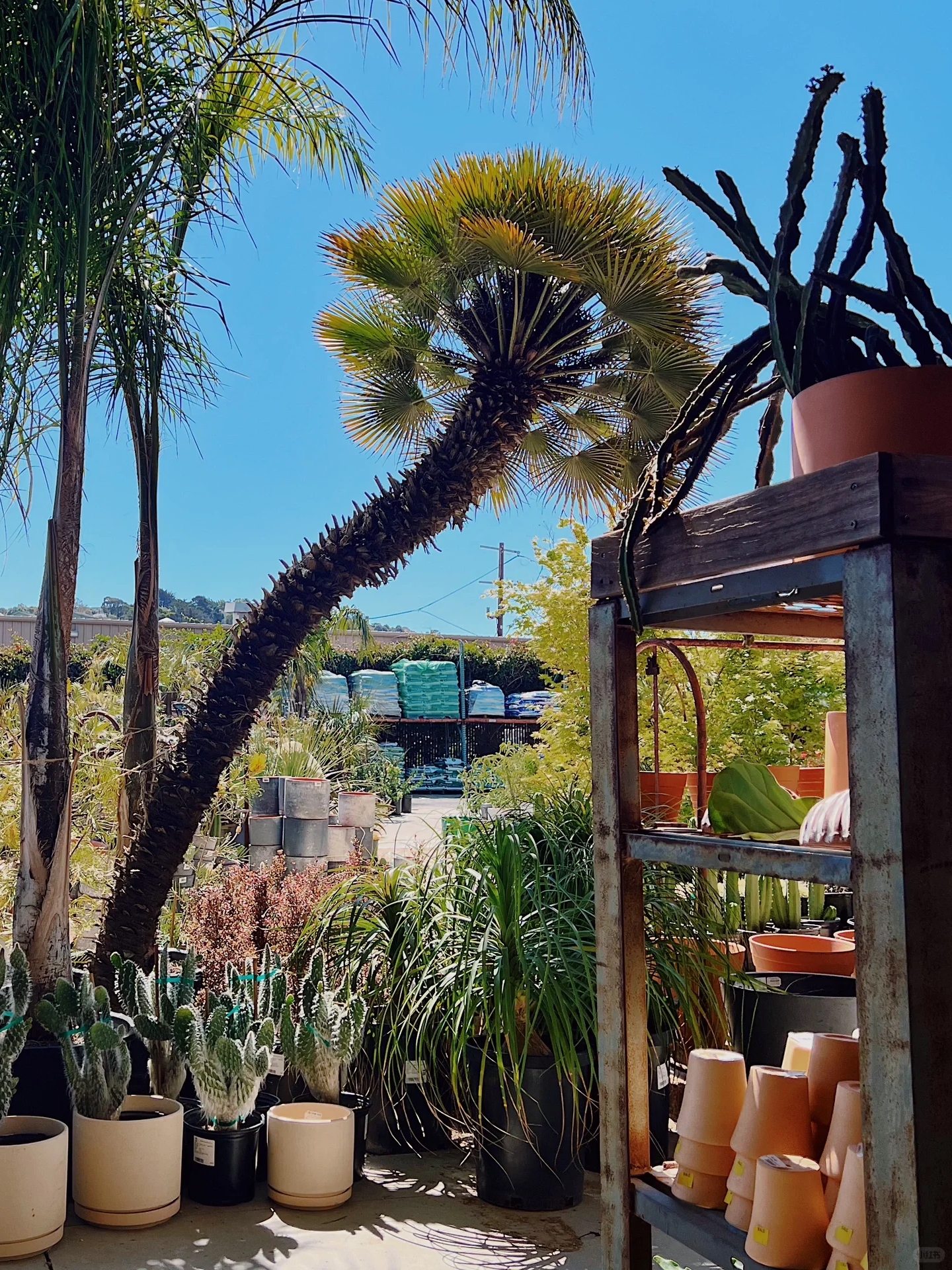 San Francisco | Cute Plant Shop 🪴
