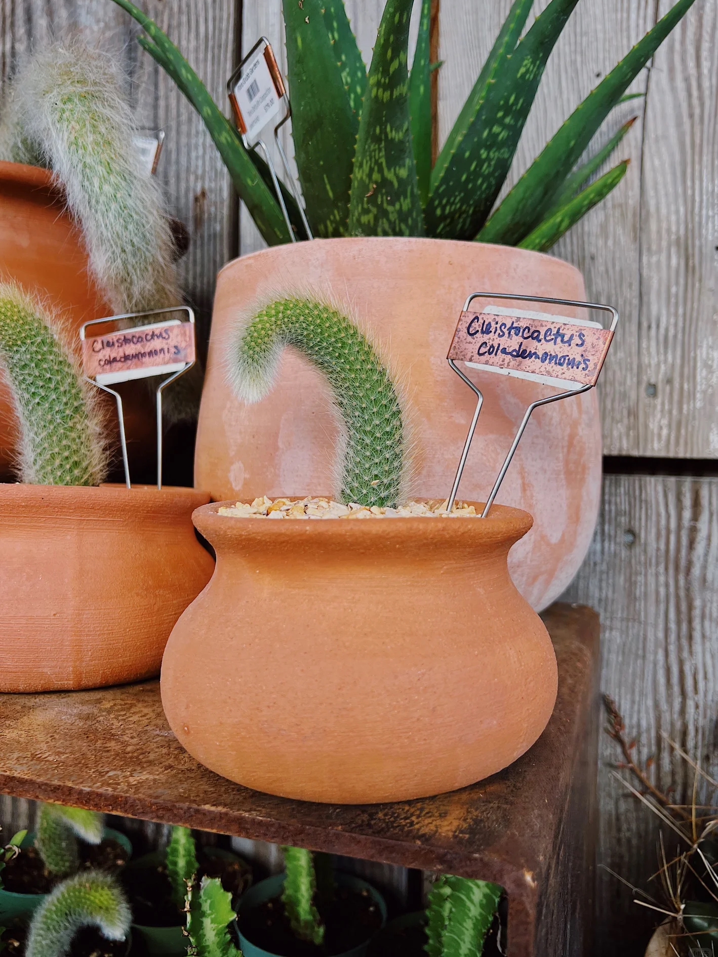 San Francisco | Cute Plant Shop 🪴