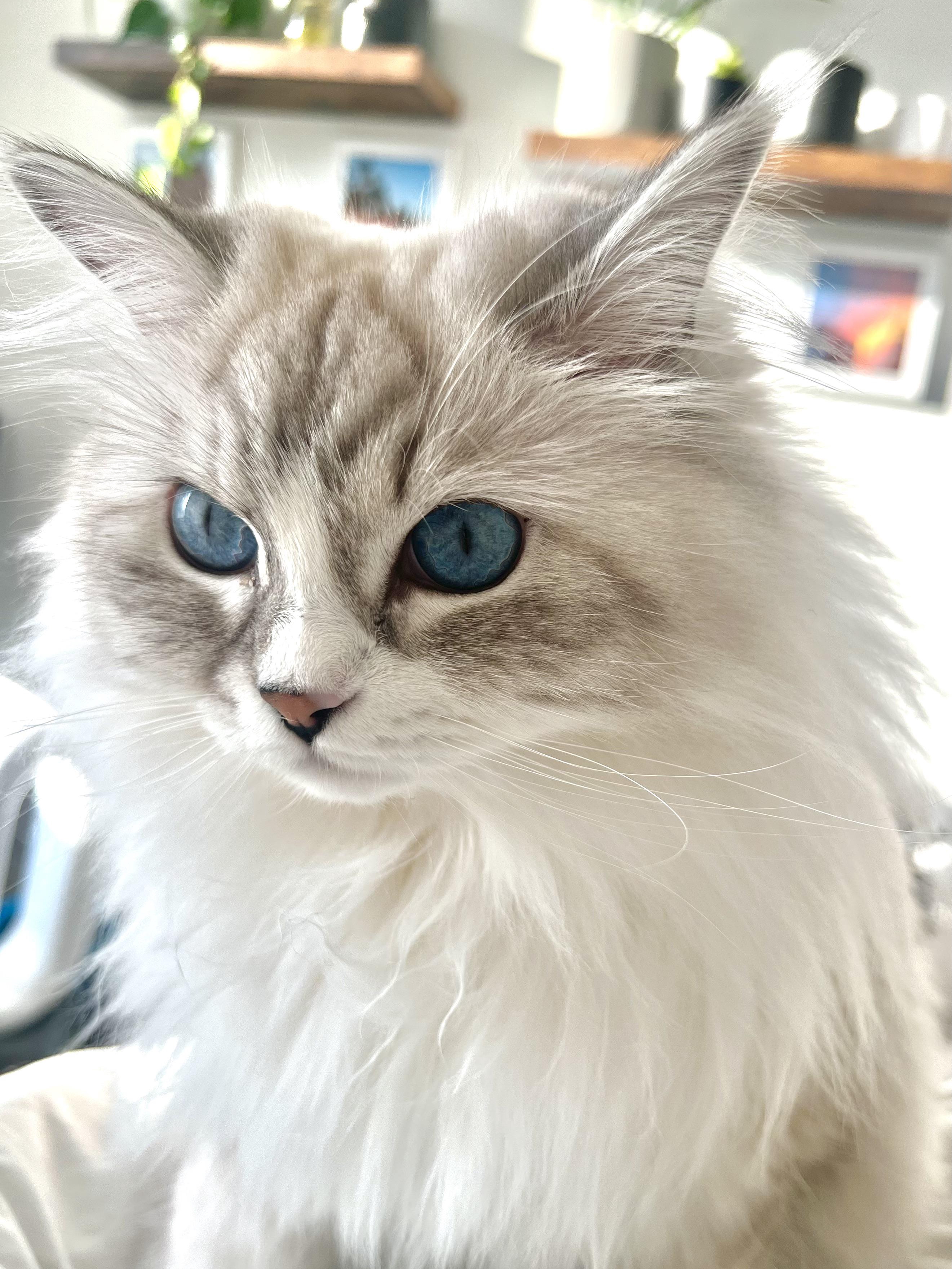 My Cat’s Eyes Are Basically Tiny Sapphires