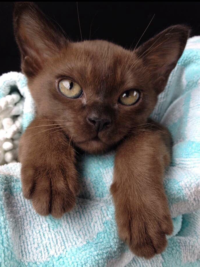 My 'basic' brown cat is apparently super rare