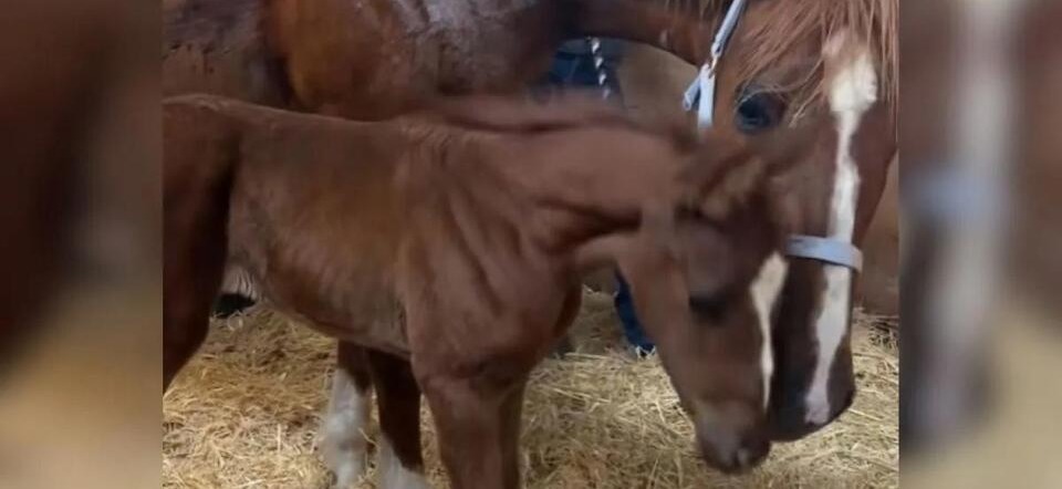 Orphaned Foal Finds a New Mom 💔➡️❤️