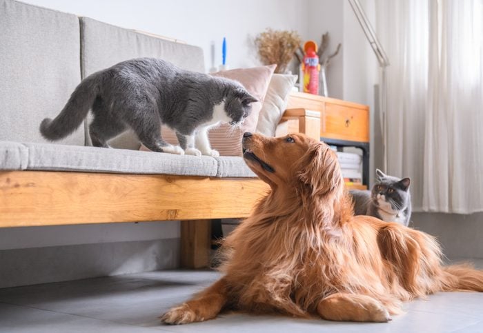 My Pets Are the Real Influencers Here