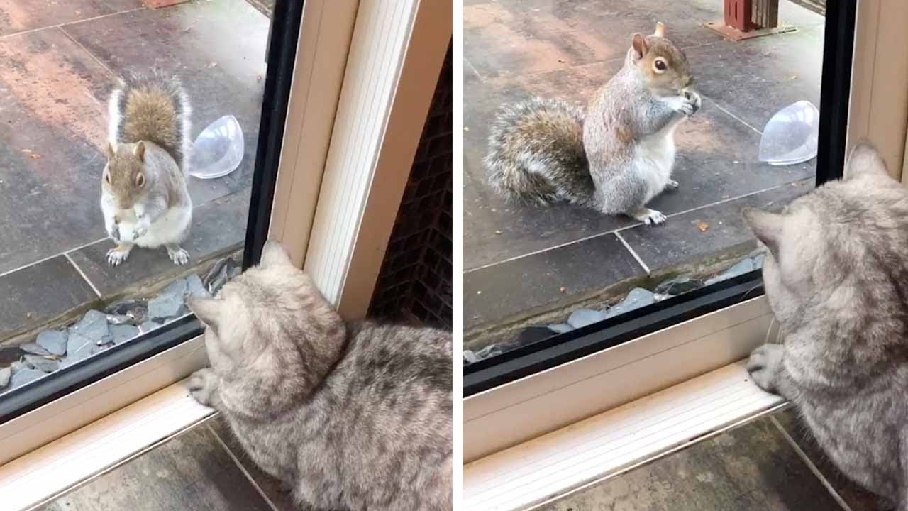 When Your Cat Gets Jealous of a Squirrel
