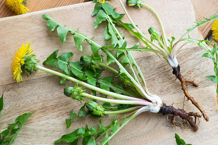 Why I Switched to Dandelion Extract