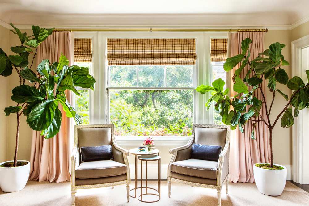 reviving fiddle leaf figs: old wisdom vs. new tricks