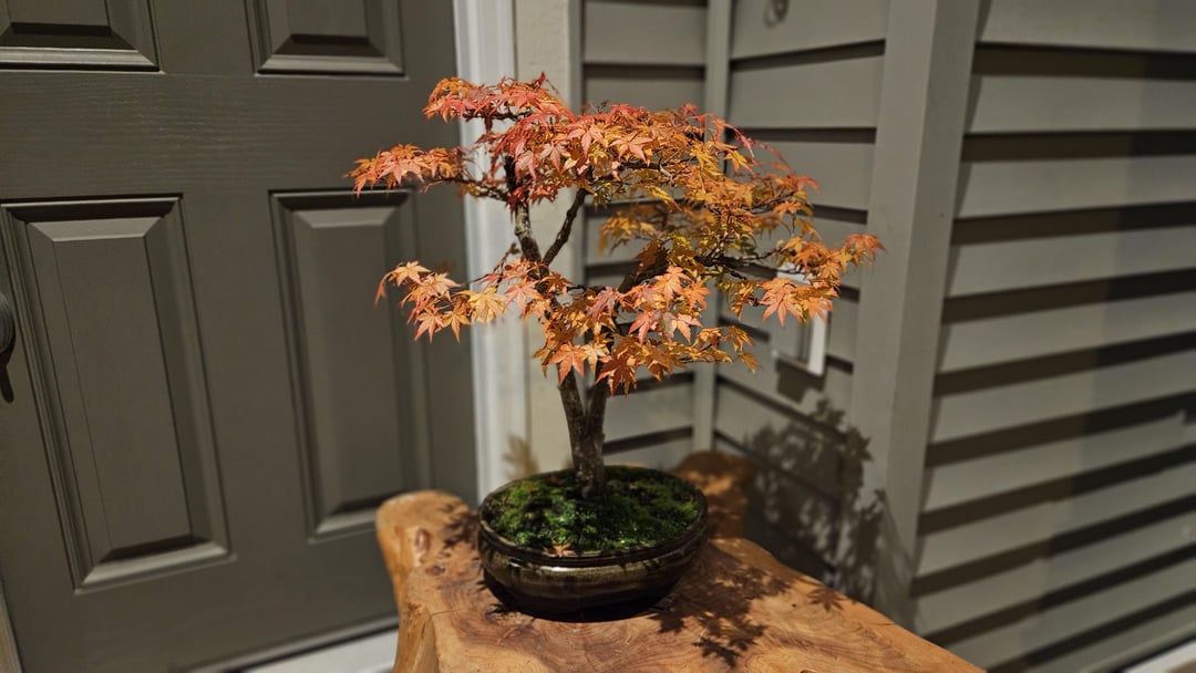 growing a japanese maple bonsai: tradition meets modern life