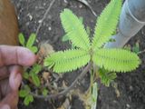 rediscovering the magic of the sensitive plant at home