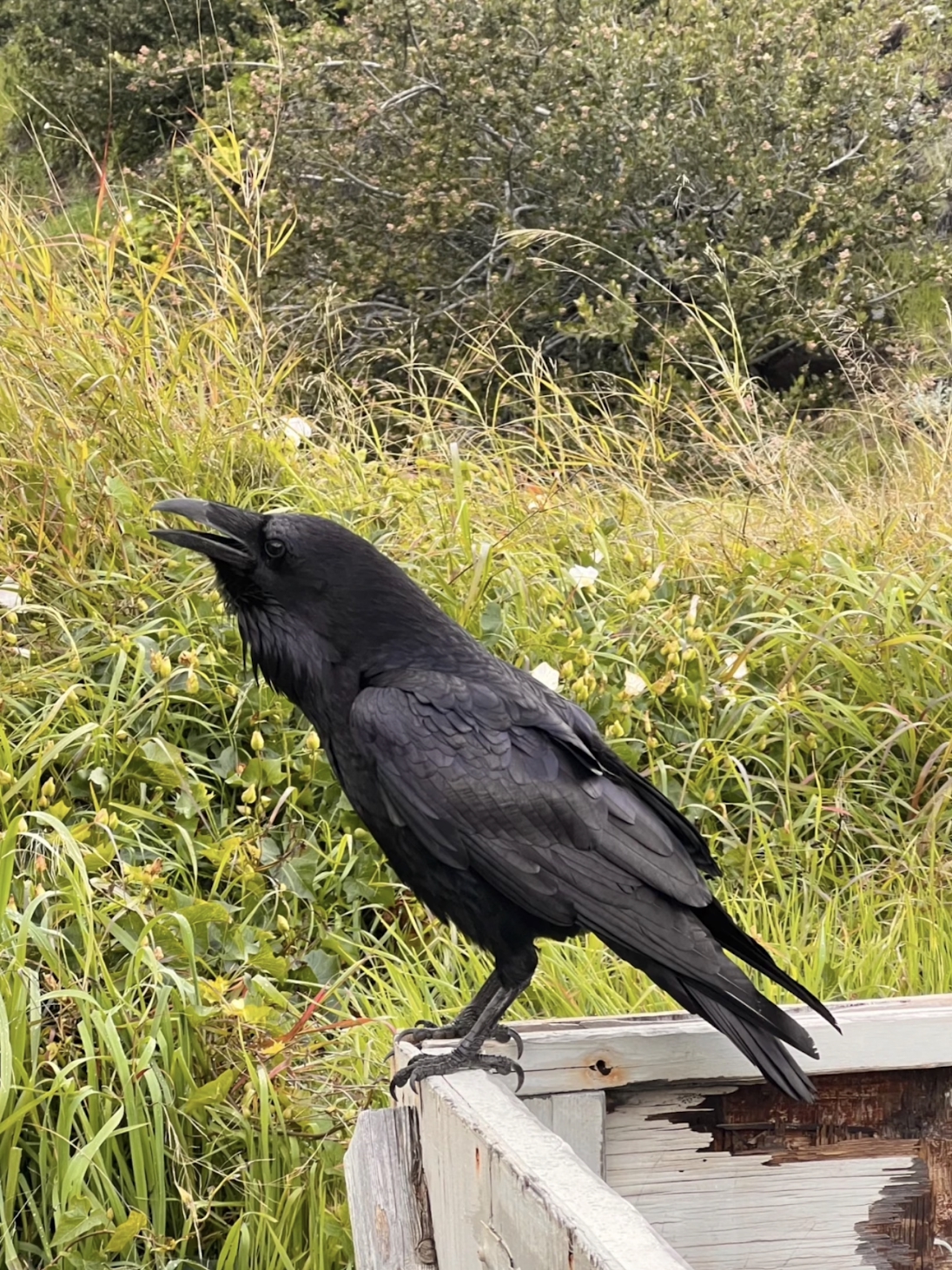 Uninhabited island off the coast of Southern California