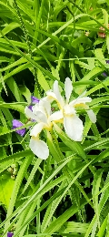 StellaLife