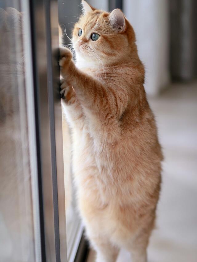 Cats’ Secret Self-Care Rituals Revealed!