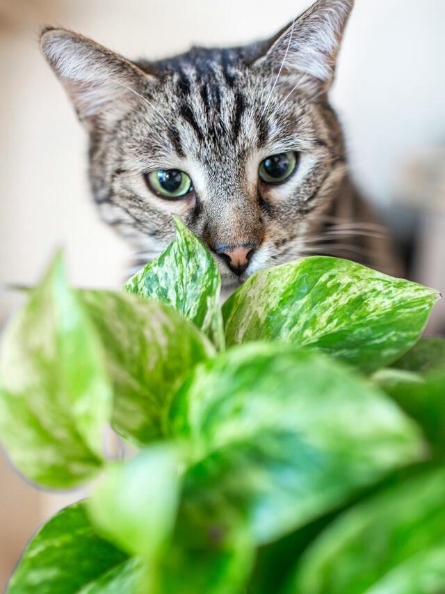Cats’ Secret Self-Care Rituals Revealed!