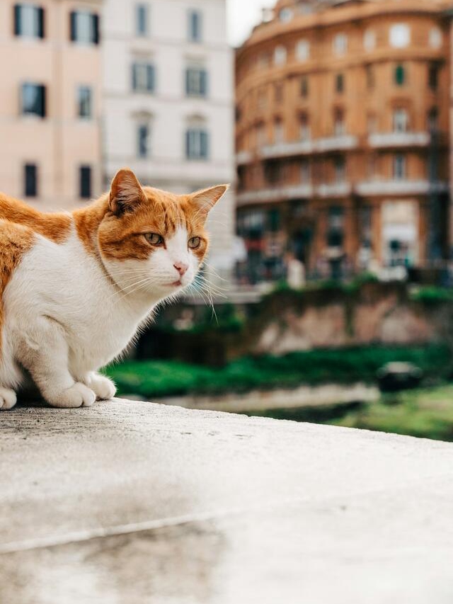 Cats’ Secret Self-Care Rituals Revealed!