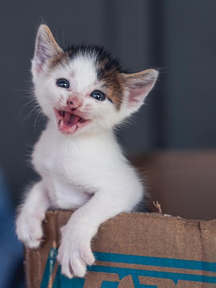 Cats’ Secret Self-Care Rituals Revealed!