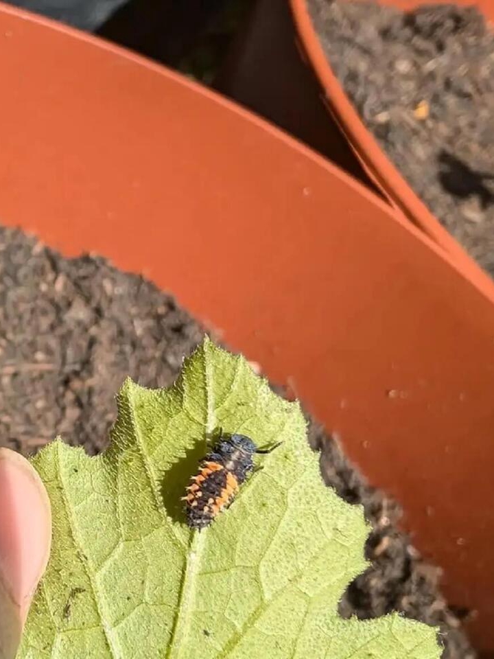 Why Ladybugs Are Garden MVPs