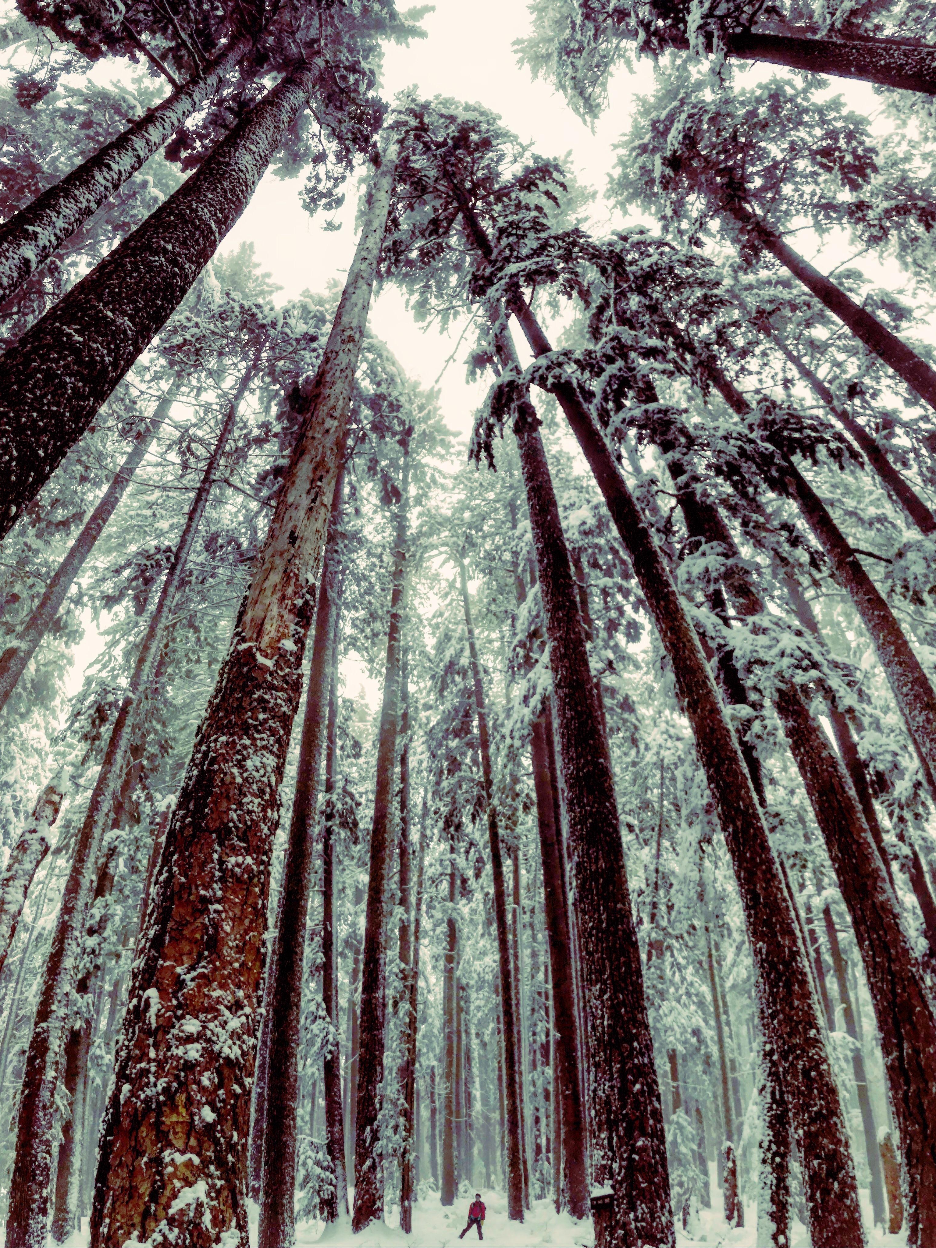Trees That Made Me Feel Small