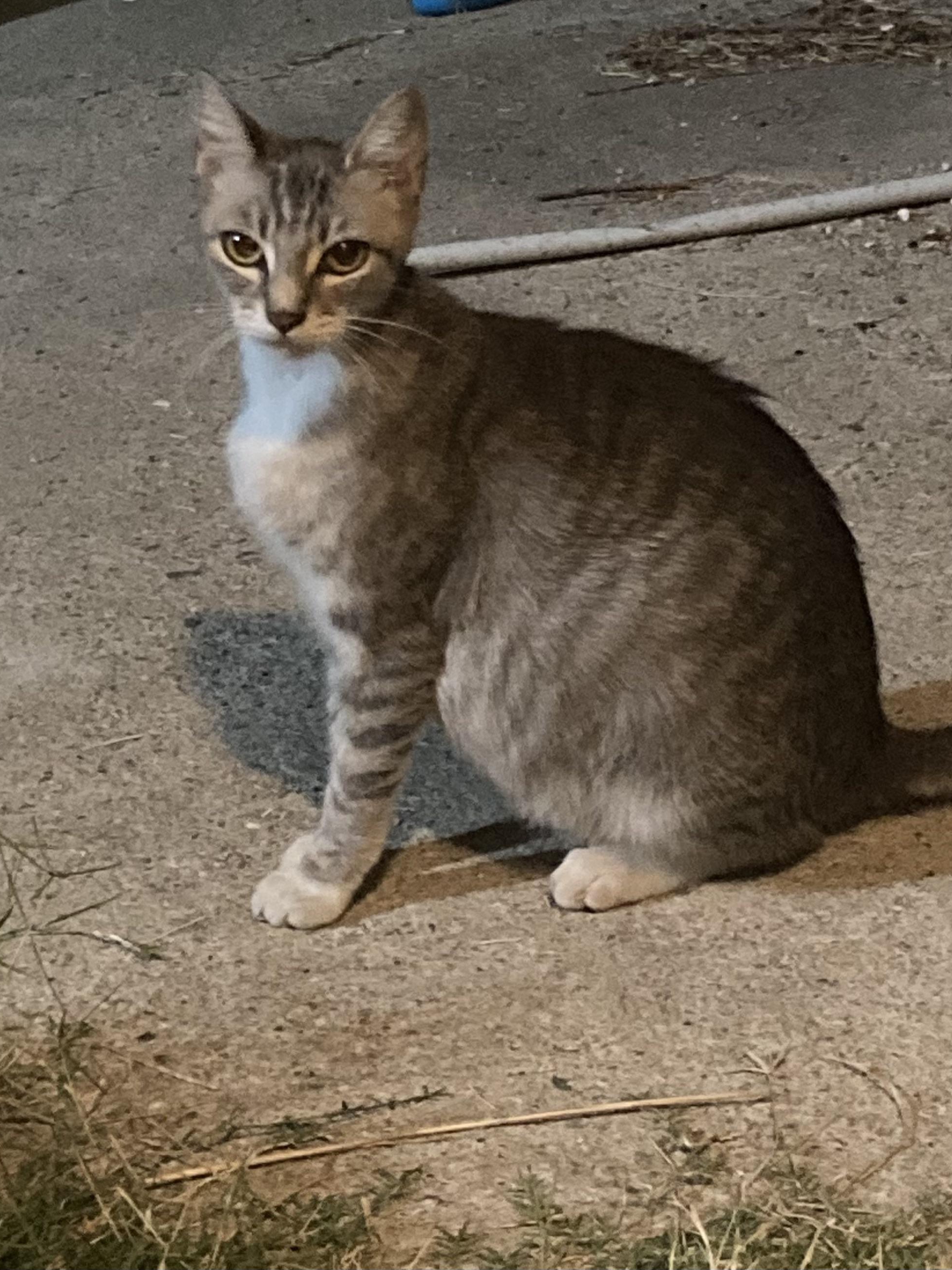 Adopted by a Pregnant Cat: Send Help (and Snacks)