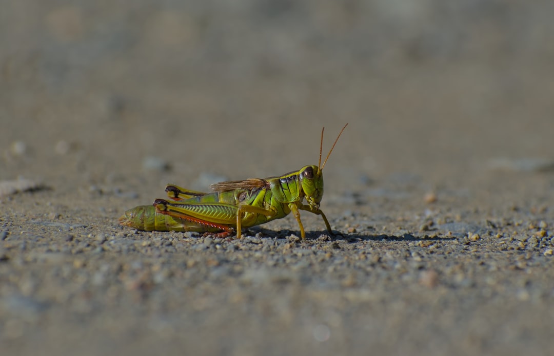 Crunchy Grasshoppers: A Protein-Packed Snack You Need to Try