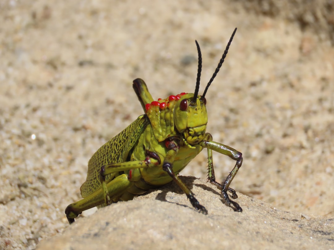 Crunchy Grasshoppers: A Protein-Packed Snack You Need to Try